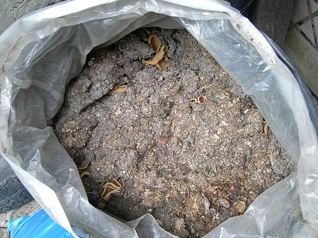 Una peziza nel sacco e altre specie primaverili